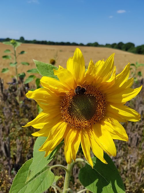 sunflower  bumblebee  nature