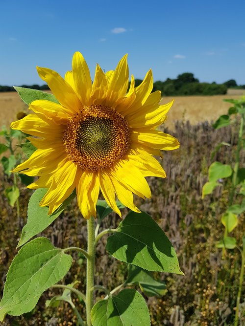 sunflower  nature  yellow