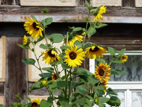 sunflower farmhouse truss