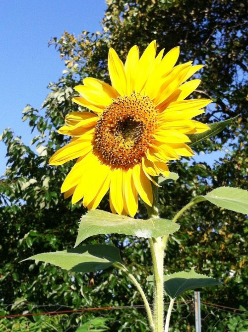 sunflower yellow nature