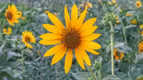 sunflower  flower  bloom