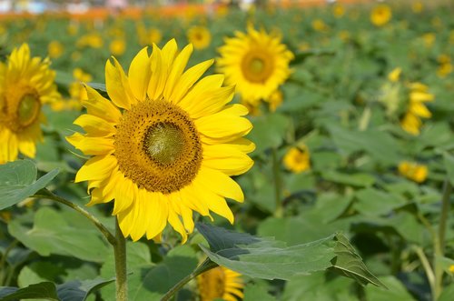 sunflower  natural  plant