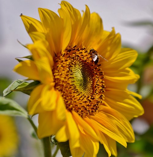 sunflower  bee  bees