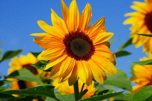 sunflower  sky  summer