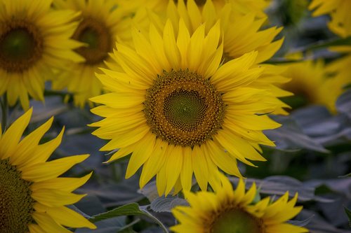 sunflower  field  flowers