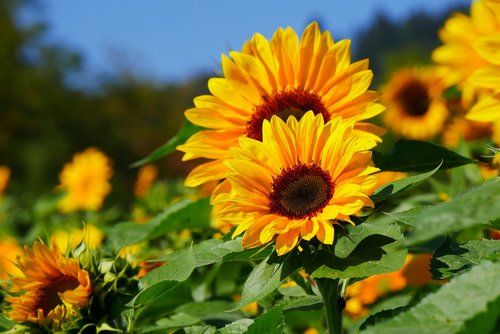 sunflower  summer  yellow