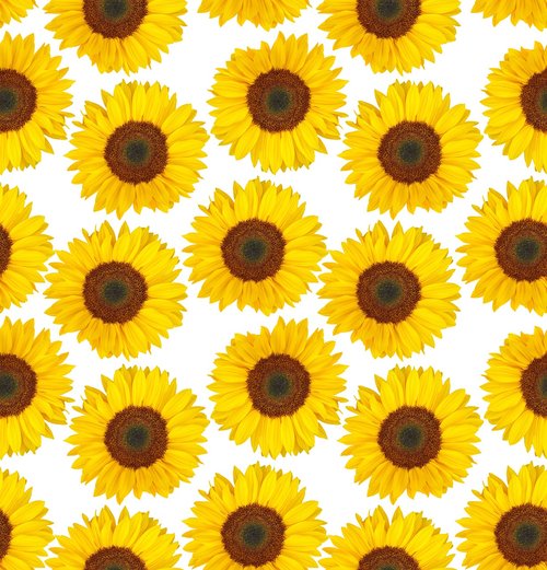 sunflower  summer  yellow flowers