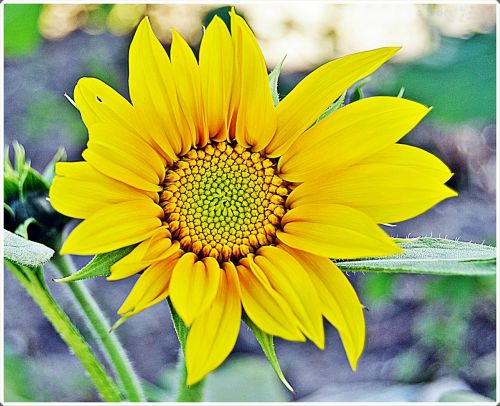 sunflower flowers garden