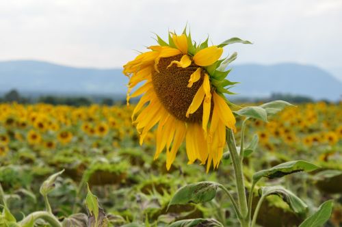 sunflower sunflower field laconnex