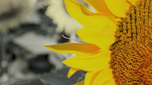 sunflower plants summer