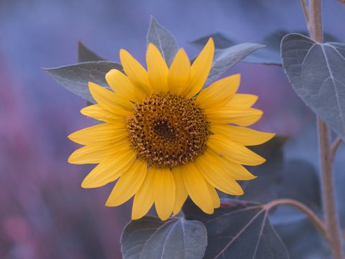 sunflower  summer  flower