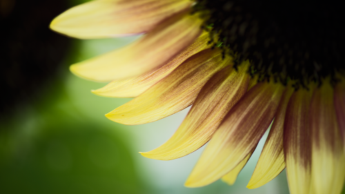 sunflower summer flower