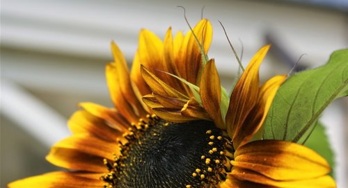 sunflower  terra cotta  petals
