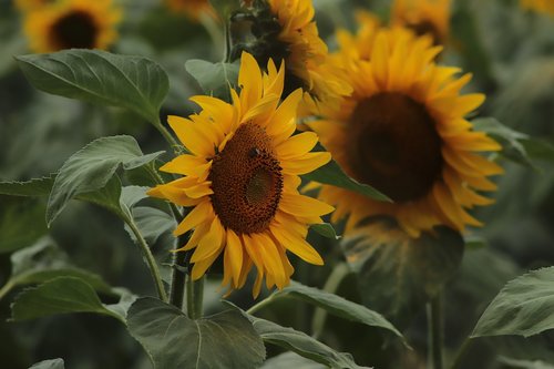 sunflower  agriculture  flora
