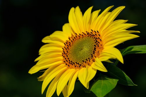 sunflower  yellow  nature