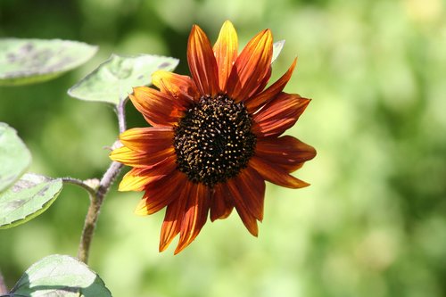 sunflower  flower  agriculture