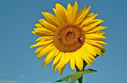 sunflower  flower  summer