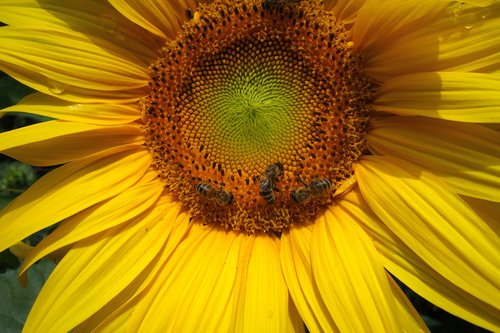 sunflower  bees  blossom