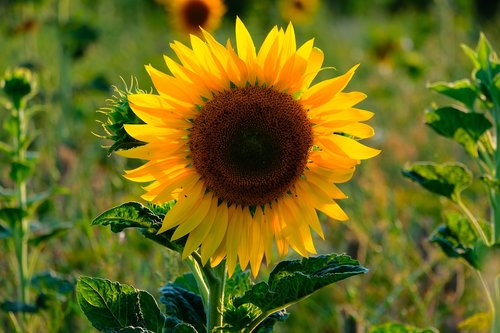 sunflower  flower  summer
