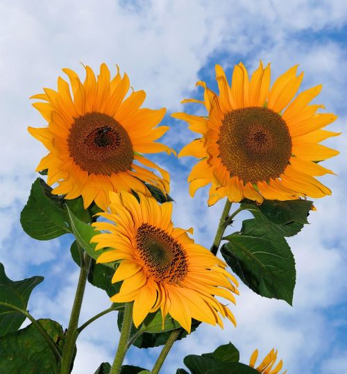 sunflower flowers yellow
