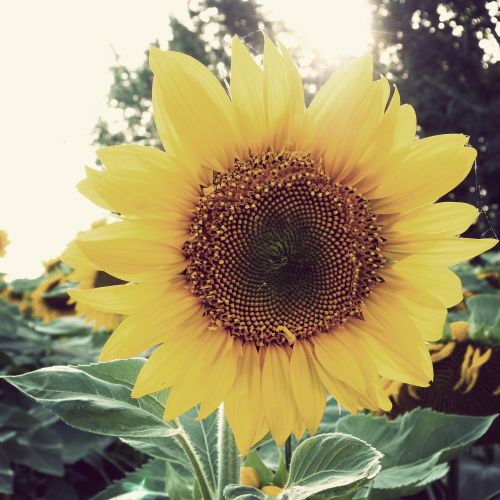 sunflower flower summer