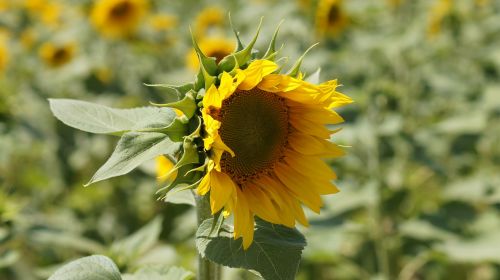 sunflower flower nature