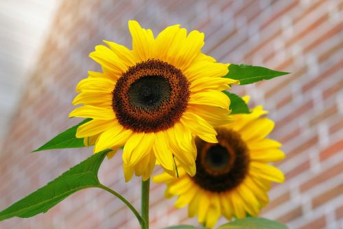 sunflower flowers bright