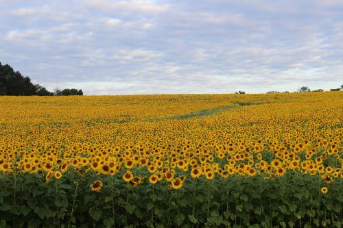 sunflower blooming flower