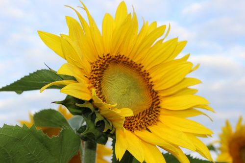 sunflower blooming flower