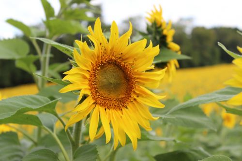 sunflower blooming flower