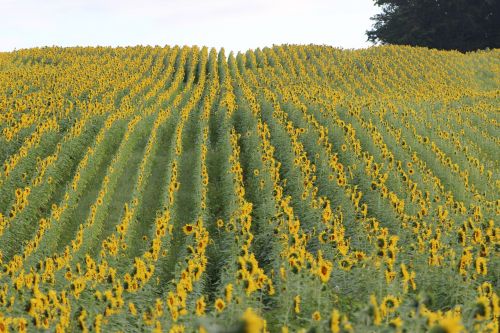 sunflower blooming flower