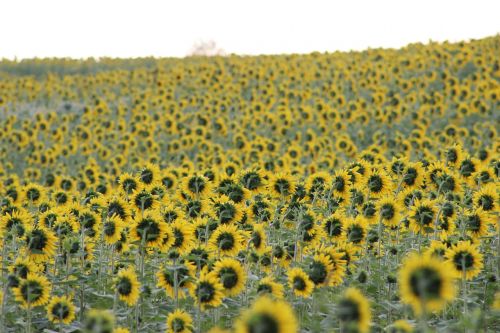 sunflower blooming flower