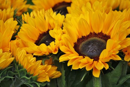 sunflower flowers blossom