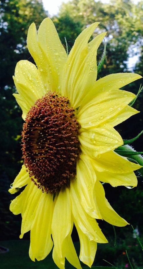 sunflower nature garden