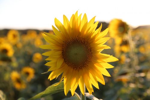 sunflower provence light