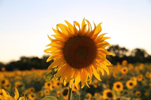 sunflower provence light