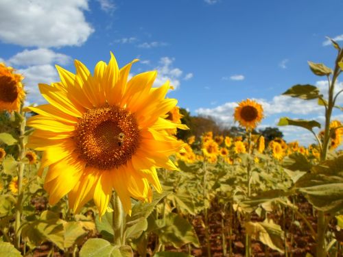 sunflower field flower