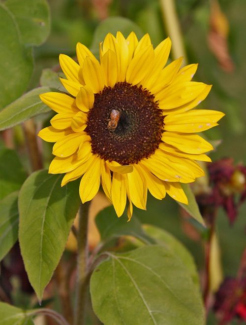 sunflower bee wasp