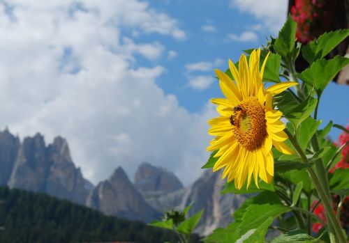 sunflower alps dolomites