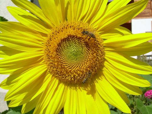 sunflower yellow flowers