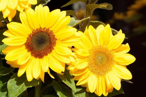 sunflower helianthus annuus flowers