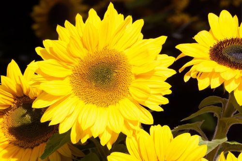 sunflower helianthus annuus flowers