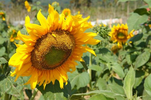 sunflower plants flower