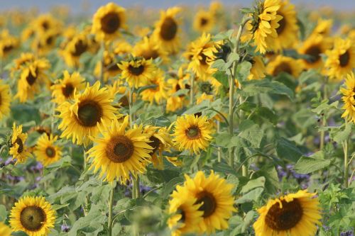 sunflower helianthus annuus composites