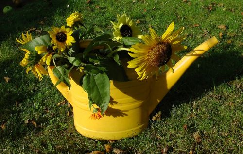 sunflower watering can faded