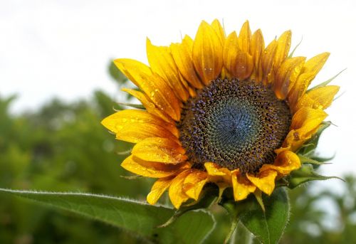 sunflower yellow flower