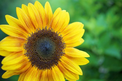 sunflower yellow flower