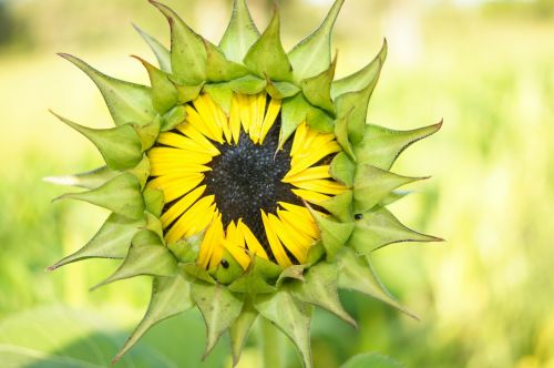 sunflower bloom flower
