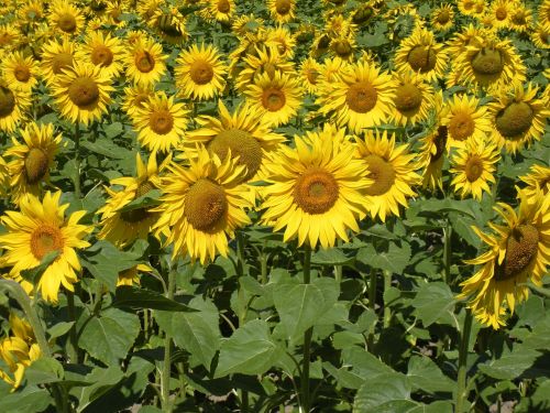 sunflower field flowers