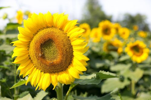 sunflower flowers summer